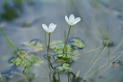 BUITEN BEELD Foto: 173378