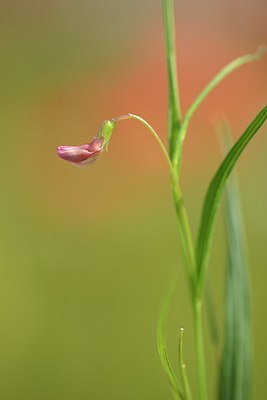 BUITEN BEELD Foto: 173468