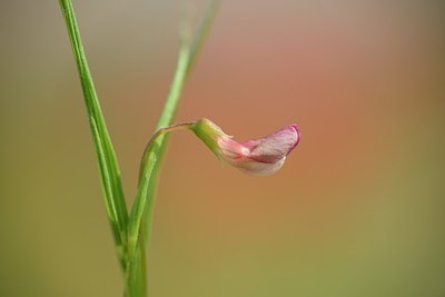 BUITEN BEELD Foto: 173470