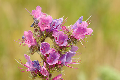 BUITEN BEELD Foto: 173487