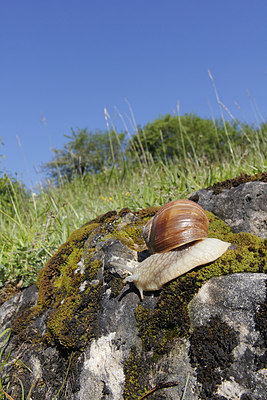 BUITEN BEELD Foto: 173569