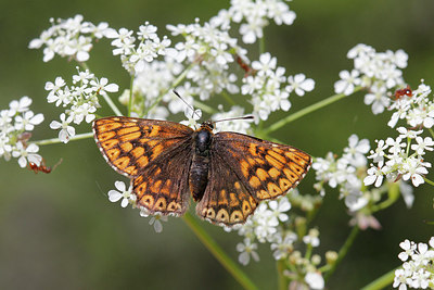 BUITEN BEELD Foto: 173576