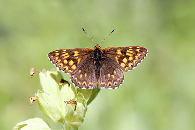 BUITEN BEELD Foto: 173577