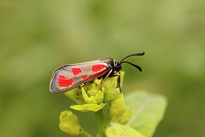 BUITEN BEELD Foto: 173627