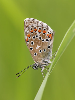 BUITEN BEELD Foto: 173628