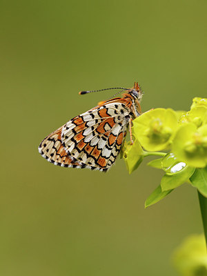 BUITEN BEELD Foto: 173637