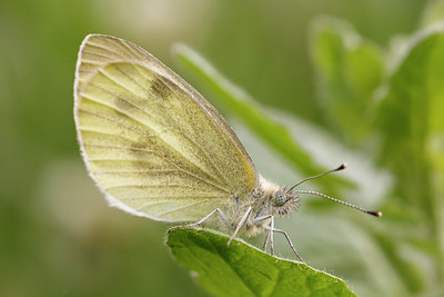 BUITEN BEELD Foto: 173641