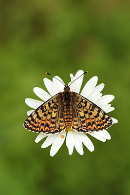 BUITEN BEELD Foto: 173649