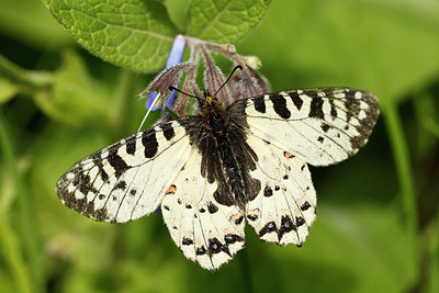 BUITEN BEELD Foto: 173659