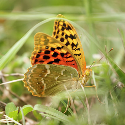 BUITEN BEELD Foto: 173660