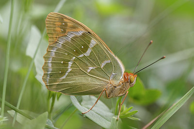 BUITEN BEELD Foto: 173663