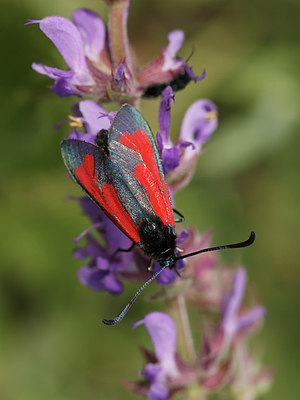 BUITEN BEELD Foto: 173667