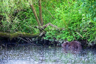 BUITEN BEELD Foto: 173679