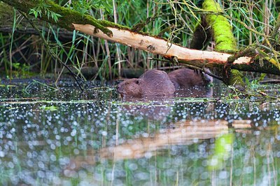 BUITEN BEELD Foto: 173680