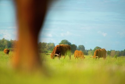 BUITEN BEELD Foto: 173688