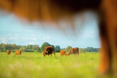 BUITEN BEELD Foto: 173689