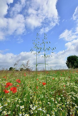BUITEN BEELD Foto: 173698