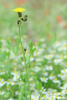 BUITEN BEELD Foto: 173706