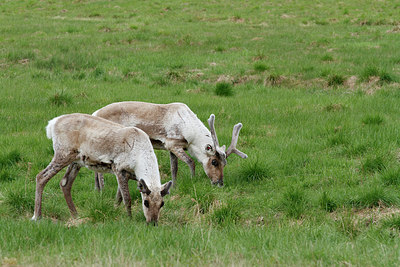 BUITEN BEELD Foto: 173765