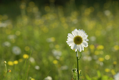 BUITEN BEELD Foto: 173771