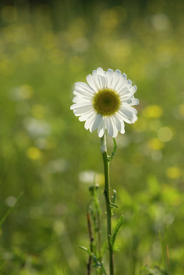 BUITEN BEELD Foto: 173773