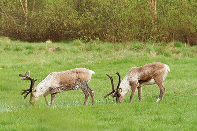 BUITEN BEELD Foto: 173776