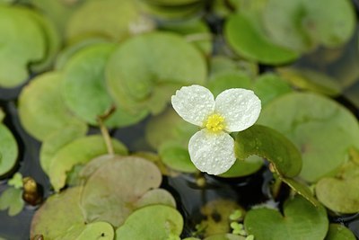 BUITEN BEELD Foto: 173799
