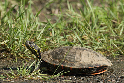 BUITEN BEELD Foto: 173874