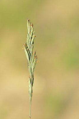 BUITEN BEELD Foto: 173883