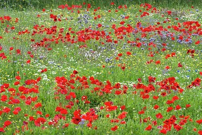 BUITEN BEELD Foto: 173930