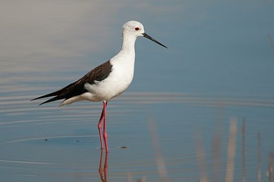 BUITEN BEELD Foto: 173954