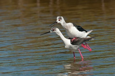 BUITEN BEELD Foto: 173958