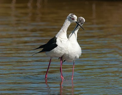 BUITEN BEELD Foto: 173959