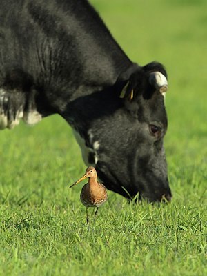BUITEN BEELD Foto: 173969