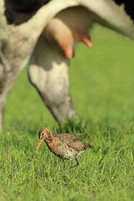 BUITEN BEELD Foto: 173970