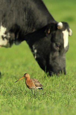 BUITEN BEELD Foto: 173972