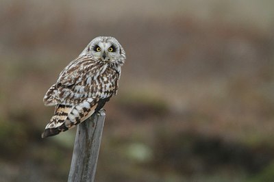 BUITEN BEELD Foto: 173978
