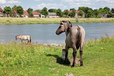 BUITEN BEELD Foto: 173981