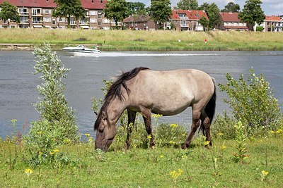 BUITEN BEELD Foto: 173982