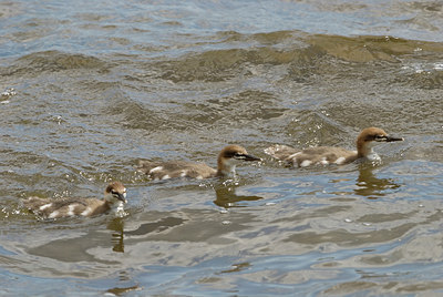 BUITEN BEELD Foto: 173990