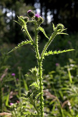 BUITEN BEELD Foto: 174096