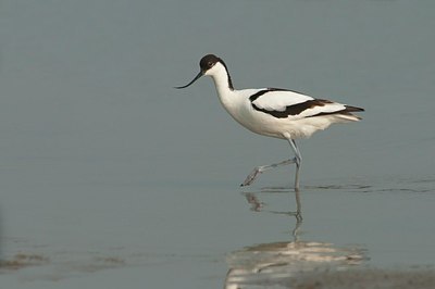 BUITEN BEELD Foto: 174177