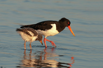 BUITEN BEELD Foto: 174178