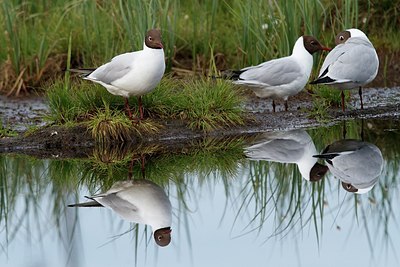 BUITEN BEELD Foto: 174216