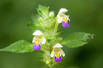 BUITEN BEELD Foto: 174265