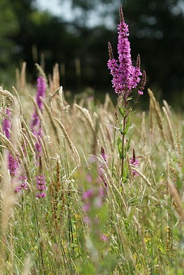 BUITEN BEELD Foto: 174321
