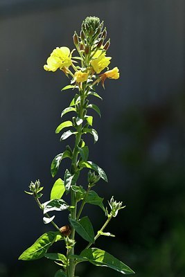 BUITEN BEELD Foto: 174326