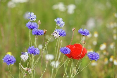 BUITEN BEELD Foto: 174336