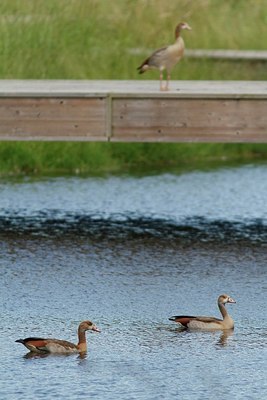 BUITEN BEELD Foto: 174341