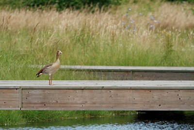 BUITEN BEELD Foto: 174342
